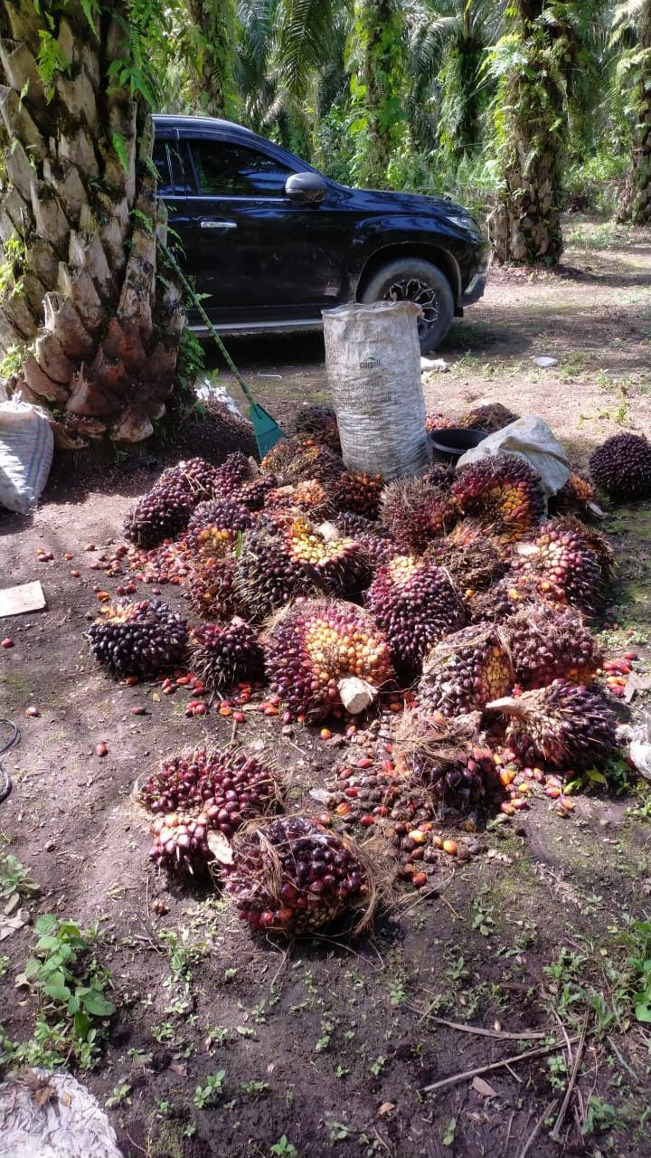 Perkebutan Sawit